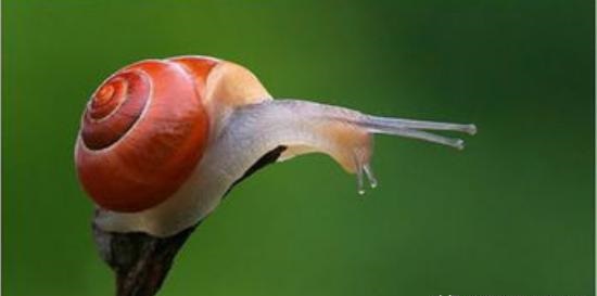 有些"吓人"的活体蜗牛美容，是噱头还是真有奇效？